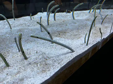 すみだ水族館に投稿された画像（2022/8/6）