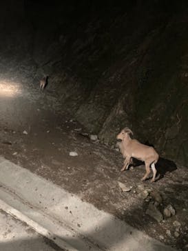 群馬サファリパークに投稿された画像（2022/8/6）