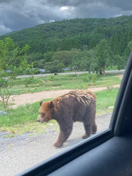 秋吉台自然動物公園 サファリランドに投稿された画像（2022/8/6）