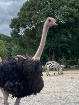 秋吉台自然動物公園 サファリランドに投稿された画像（2022/8/6）