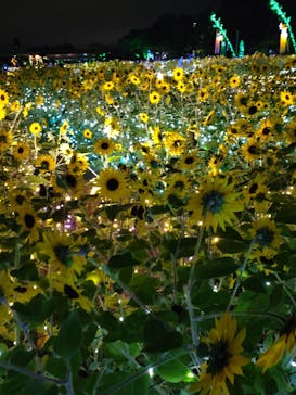 せんだい農業園芸センター　みどりの杜に投稿された画像（2022/8/6）