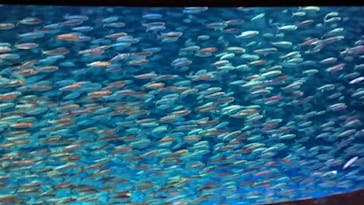 登別マリンパークニクスに投稿された画像（2022/8/6）