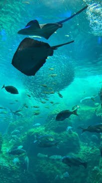 新江ノ島水族館に投稿された画像（2022/8/6）