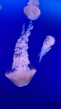 新江ノ島水族館に投稿された画像（2022/8/6）