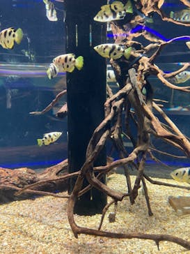 カワスイ 川崎⽔族館に投稿された画像（2022/8/6）