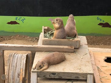 淡路ファームパーク イングランドの丘に投稿された画像（2022/8/6）