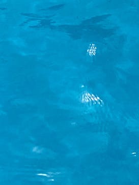 東京サマーランドに投稿された画像（2022/8/6）