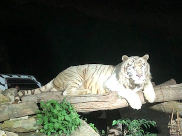 群馬サファリパークに投稿された画像（2022/8/6）