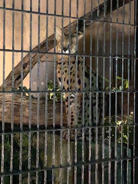 群馬サファリパークに投稿された画像（2022/8/6）