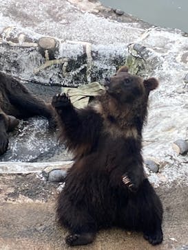 のぼりべつクマ牧場に投稿された画像（2022/8/6）