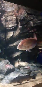 マリンワールド海の中道に投稿された画像（2022/8/6）