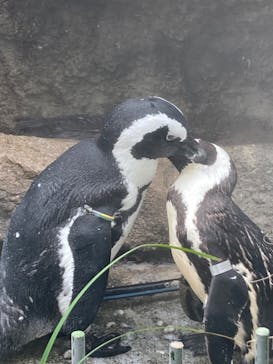 サンシャイン水族館に投稿された画像（2022/8/7）