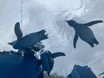 サンシャイン水族館に投稿された画像（2022/8/7）