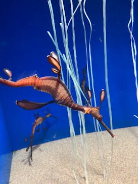 サンシャイン水族館に投稿された画像（2022/8/7）