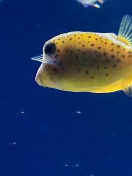 サンシャイン水族館に投稿された画像（2022/8/7）