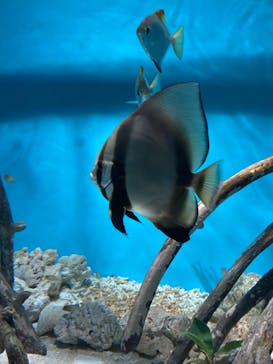 サンシャイン水族館に投稿された画像（2022/8/7）