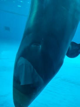 アクアワールド茨城県大洗水族館に投稿された画像（2022/8/7）