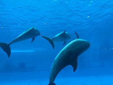 名古屋港水族館に投稿された画像（2022/8/6）