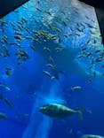 沖縄美ら海水族館に投稿された画像（2022/8/7）