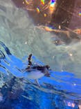 すみだ水族館に投稿された画像（2022/8/7）
