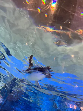 すみだ水族館に投稿された画像（2022/8/7）