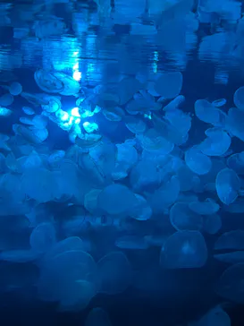 すみだ水族館に投稿された画像（2022/8/7）