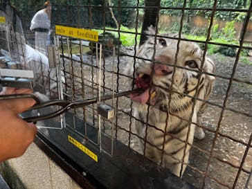 群馬サファリパークに投稿された画像（2022/8/7）