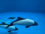 仙台うみの杜水族館に投稿された画像（2022/8/7）
