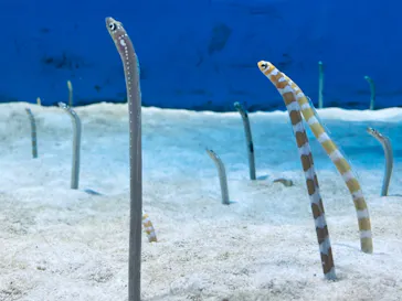 仙台うみの杜水族館に投稿された画像（2022/8/7）