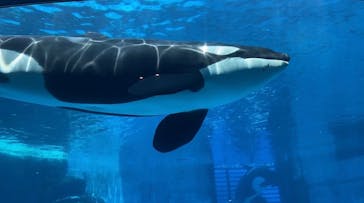 名古屋港水族館に投稿された画像（2022/8/7）