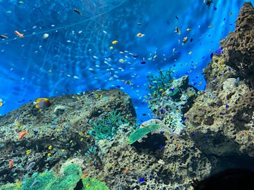 アクアワールド茨城県大洗水族館に投稿された画像（2022/8/7）