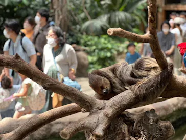 神戸どうぶつ王国に投稿された画像（2022/8/7）