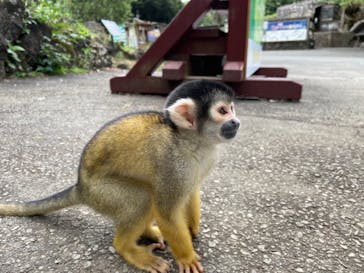 伊豆シャボテン動物公園に投稿された画像（2022/8/7）