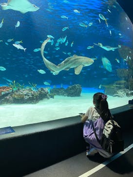 サンシャイン水族館に投稿された画像（2022/8/7）