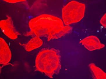 名古屋港水族館に投稿された画像（2022/8/7）