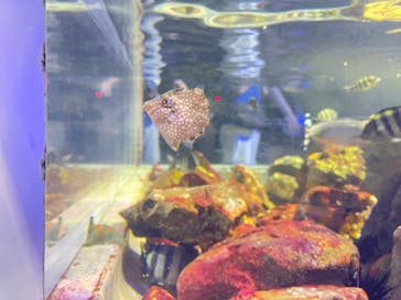 名古屋港水族館に投稿された画像（2022/8/7）