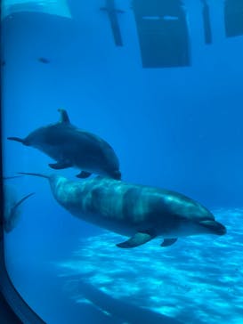 名古屋港水族館に投稿された画像（2022/8/7）