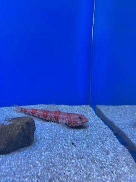 名古屋港水族館に投稿された画像（2022/8/7）