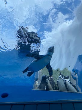 サンシャイン水族館に投稿された画像（2022/8/7）