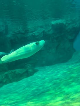 名古屋港水族館に投稿された画像（2022/8/7）