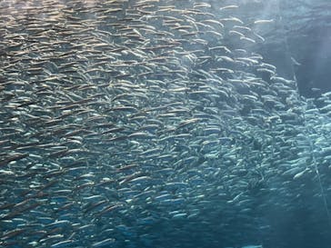 名古屋港水族館に投稿された画像（2022/8/7）