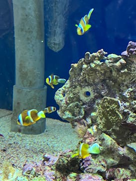 名古屋港水族館に投稿された画像（2022/8/7）