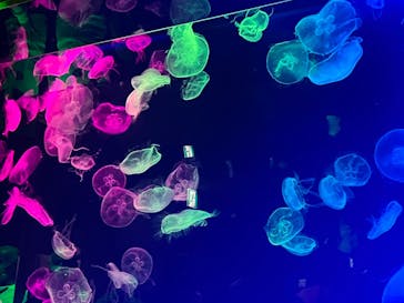 名古屋港水族館に投稿された画像（2022/8/7）