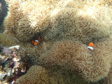 宮古島 ADVENTURE PiPi（ミヤコジマ アドベンチャー ピピ）に投稿された画像（2022/8/7）