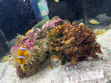 京都水族館に投稿された画像（2022/8/7）