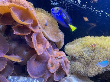 京都水族館に投稿された画像（2022/8/7）