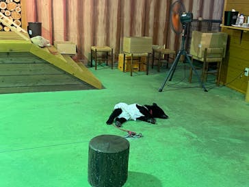 奥飛騨クマ牧場に投稿された画像（2022/8/7）