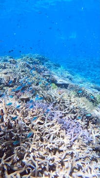 マリンクラブ ベリー 那覇店に投稿された画像（2022/8/7）