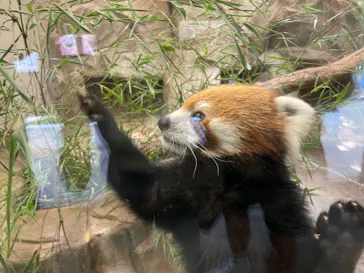 天王寺動物園に投稿された画像（2022/8/7）