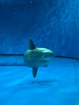 アクアワールド茨城県大洗水族館に投稿された画像（2022/8/7）